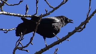 A flock of crows cawing  Sound effects [upl. by Hilda]