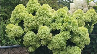 Garden Tour Of The Full Blooms Of The Panicle Hydrangeas [upl. by Kariotta395]