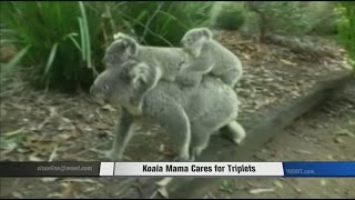 Koala Mom Steps Up to Challenge [upl. by Aierbma]