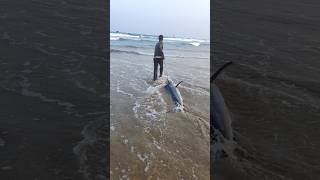 70 కేజీలు కొన్నం చేప కుల్లిపోయింది😭fishing seafood fishdelivery livefishes pudimadakabeach [upl. by Koziel699]