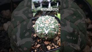 This Astrophytum V Type survived after 2 times in dehydrate condition astrophytum cactaceae [upl. by Monahon34]