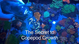 How to grow amp culture copepods in reef tank The secret benefits copepods have to devouring diatoms [upl. by Bathesda]