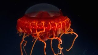 Facts The DeepSea Crown Jellyfish Atolla [upl. by Culberson]