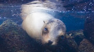 Snorkelling with Galápagos sea lions [upl. by Mahon]