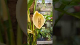 Monstera obliqua in Blüte zimmerpflanzen [upl. by Nitnilc]