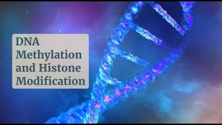 Gene Regulation 101 DNA Methylation and Histone Modifications Uncovered [upl. by Demmahum]