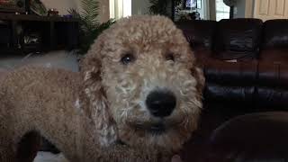 Barking dog goldendoodle [upl. by Jolda55]