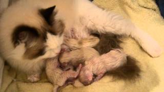 NAISSANCE 4 CHATONS RAGDOLL [upl. by Gilletta]