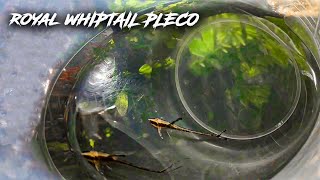 Royal whiptail catfish care  Beautiful fishes in aquarium [upl. by Zahc]