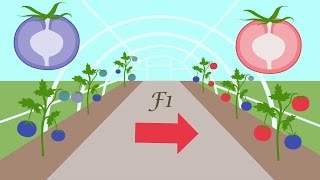 How seed breeding works [upl. by Asserat]