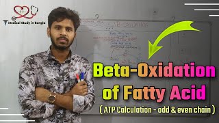 Beta Oxidation of Fatty Acid in bangla [upl. by Nylrehs]