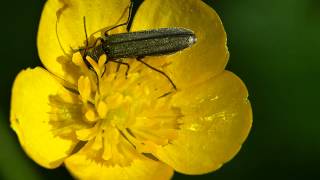 Graugrüner Schenkelkäfer Oedemera virescens [upl. by Eeuqram]