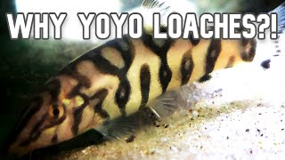 Get Yoyo Loaches 5 Reasons Why [upl. by Avehstab]