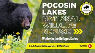 Winter in the Refuges Series Pocosin Lakes NWR [upl. by Yorick128]