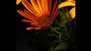 Osteospermum Orange flower1 timelapse [upl. by Frost]