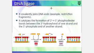 Molecular biology 2 Restriction endonucleases and RFLP  Marks Cooper pp 120124part1 [upl. by Egwin523]