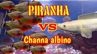 PIRANHA VS STRIATA ALBINO [upl. by Hennie]