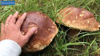 FINLAND  Picking WILD MUSHROOMS GIANT Funghi Porcini Slippery Jack and Orange Birch Bolete [upl. by Esli680]