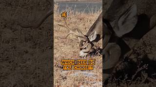 WHICH DEER DO YOU CHOOSE deer hunting deerhunting bucks shorts [upl. by Alimac791]