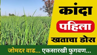 कांदा पिकासाठी पहिला खाताचा डोस  kanda khat niyogen  कांदा पिक खत व्यवस्थापन कांदा [upl. by Eelyam580]