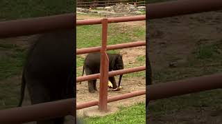 Baby elephant at Rosamond Gifford Zoo NY [upl. by Ramsa254]