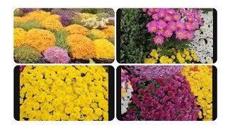 FLOWERS amp THEIR COLOR MEANING plants flowers viralvideo amazing [upl. by Oaks797]