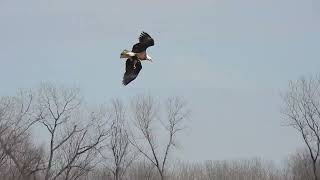 Hungry Bald Eagles At The Clarksville Lock and Dam 24 [upl. by Magan169]