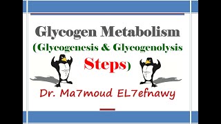 Glycogen Metabolism 1 Dr Ma7moud El 7efnawy [upl. by Sabina]