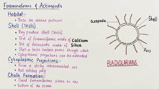 Foraminiforans and actinopods  animal like protists  class 11 visiblescience22 [upl. by Sadirah]