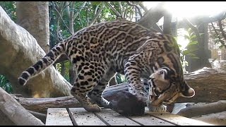 遊ぶオセロット「メロディ」（よこはま動物園ズーラシア）Ocelot which plays [upl. by Polinski]