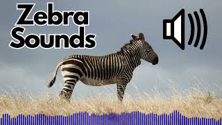 Zebra Sound Effects Bark  No Copyright [upl. by Earized844]