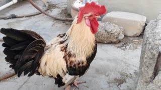 Rooster With Hen Enjoying Outside  Rooster Crowing Sounds  Chicks🐓🐓🐔💕 [upl. by Edgerton933]