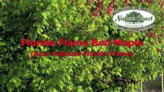 Florida Flame Red Maple Acer Rubrum Bell FL 32619 Nature Coast Tree [upl. by Mather]