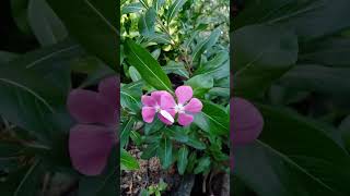 Vinca Plants  Madagascar periwinkle Catharanthus roseus [upl. by Geier]