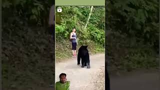 Jungle ki home guard animals bear wildlife funny ursos forest jungle shortvideo shorts [upl. by Nyraf]