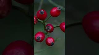 Fakta Menarik Buah Hawthorn Berry hawthorn berry buah [upl. by Dixil]