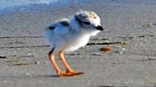 Piping Plover Chick  June 16 2014 [upl. by Leidag]