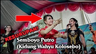 HEBOH Sinden kesurupan SAMBOYOKidung Wahyu Kolosebo [upl. by Moretta60]