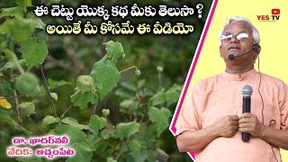 ఈ చెట్టు యొక్క కథ మీకు తెలుసా అయితే మీ కోసమే ఈ వీడియోAchampetakadarvaliAtibalaYES TV [upl. by Godric]