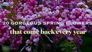 20 Gorgeous Spring Flowers that come back every year uk [upl. by Nomrac]