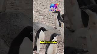 Adelie Pengueni animals [upl. by Weiss]