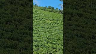 Tea plantation Go down deh nature shorts Peermade [upl. by Kenna972]