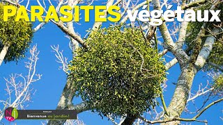 PLANTES PARASITES amp PARASITISME VÉGÉTAL L’ART DE VIVRE PLUS OU MOINS AU DÉTRIMENT DE SES SEMBLABLES [upl. by Aniaz]