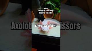 axolotl crafter axolotls axolotlpet aquariums pets cute leucisticaxolotl [upl. by Einaled]