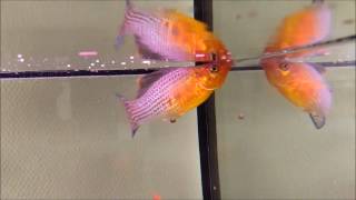 Sailfin Mollies and Swordtails [upl. by Coy]