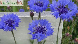 Centaurea cyanus Cornflower Growing Guide by Gardeners HQ [upl. by Emalia]