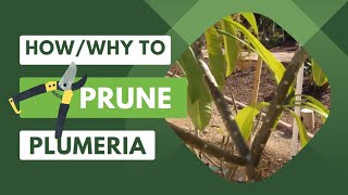 How and Why to Prune Your PlumeriaFrangipani [upl. by Xilef]