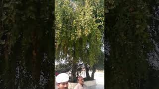 Gur Dawara sucha Sahib Part 3shortsvideo [upl. by Haduj]