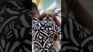 Vet appointment for booster and easy ear hair removal powder [upl. by Brabazon]