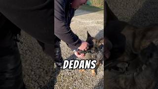 Apprentissage de la muselière en méthode positive  ✅ chien dogshorts dog [upl. by Atiugram]